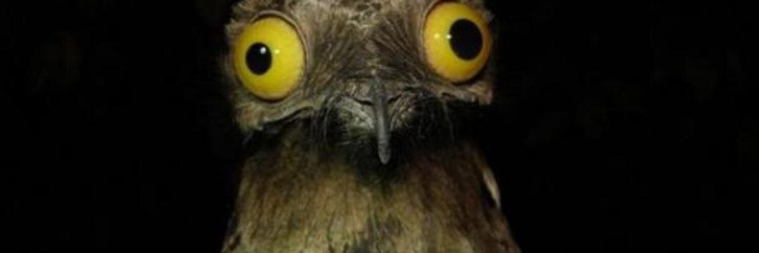 LunaMedinaOB's profile banner image