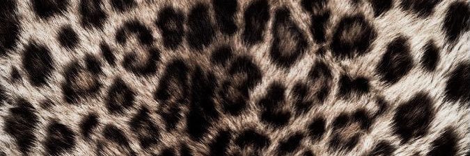 𝐴𝑔𝑜𝑠 banner