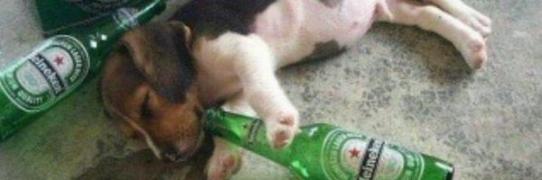 contextdogs Profile Banner