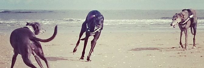 dogshapes's profile banner image