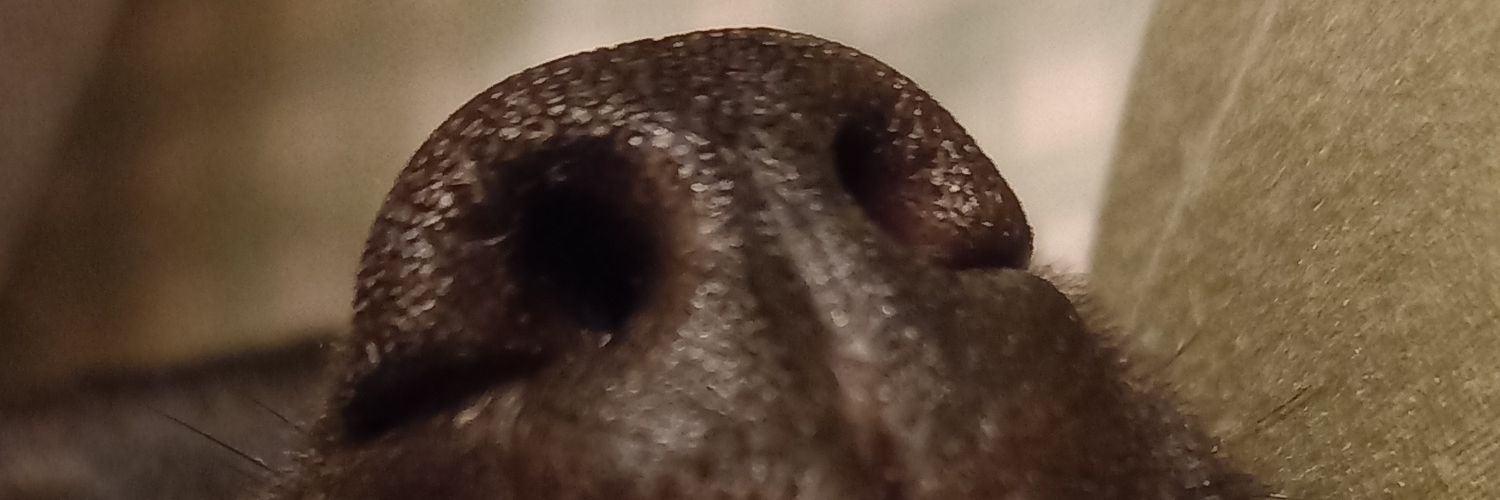 aztecadelsur's profile banner image