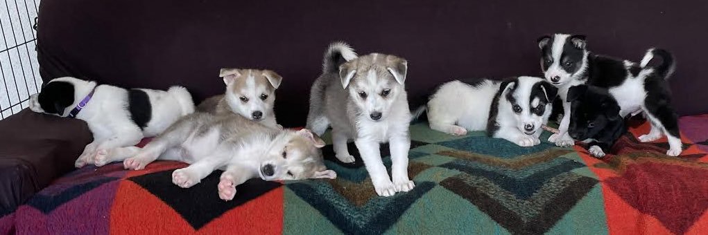 WagmorPets banner