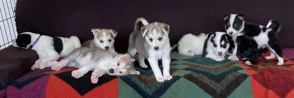 WagmorPets Profile Banner