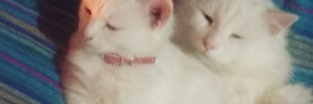 LuciaAtleti's profile banner image
