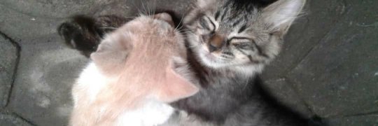 joshcio's profile banner image