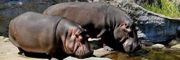 sier_kasumi Profile Banner