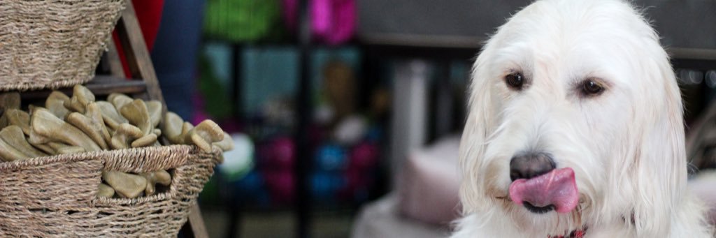PawsandClawsSC's profile banner image