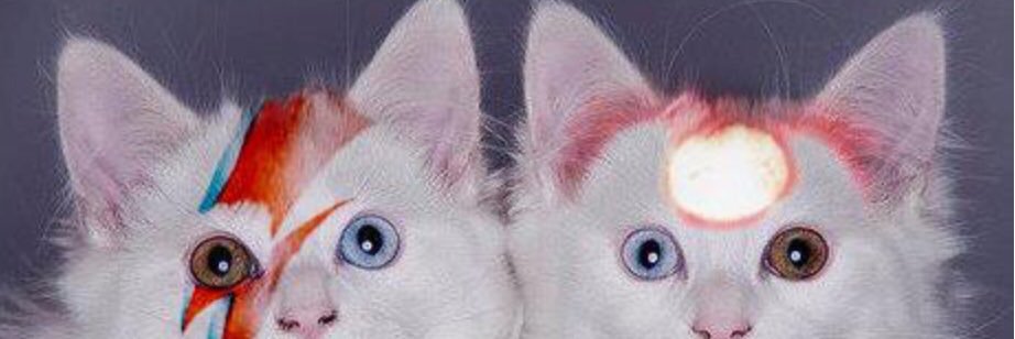 Meowskavitch's profile banner image