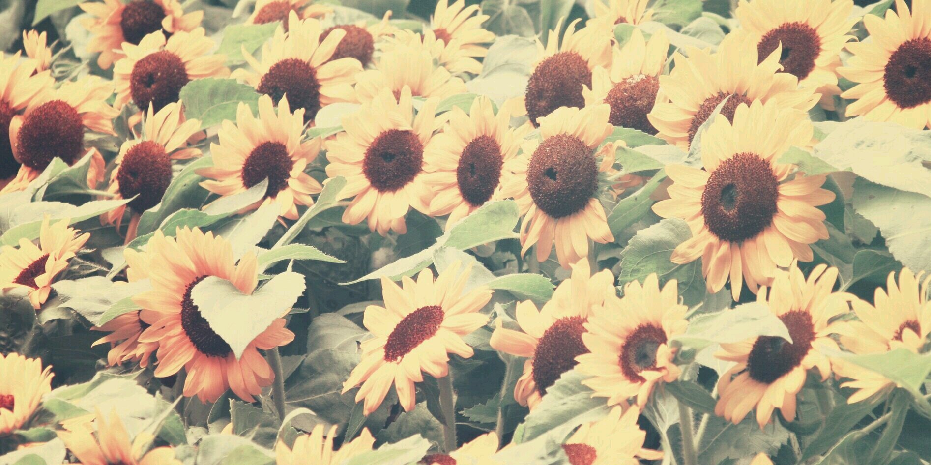 LaFriz's profile banner image