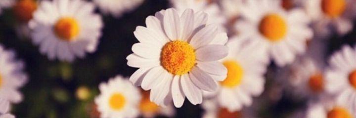 Iamalanki's profile banner image