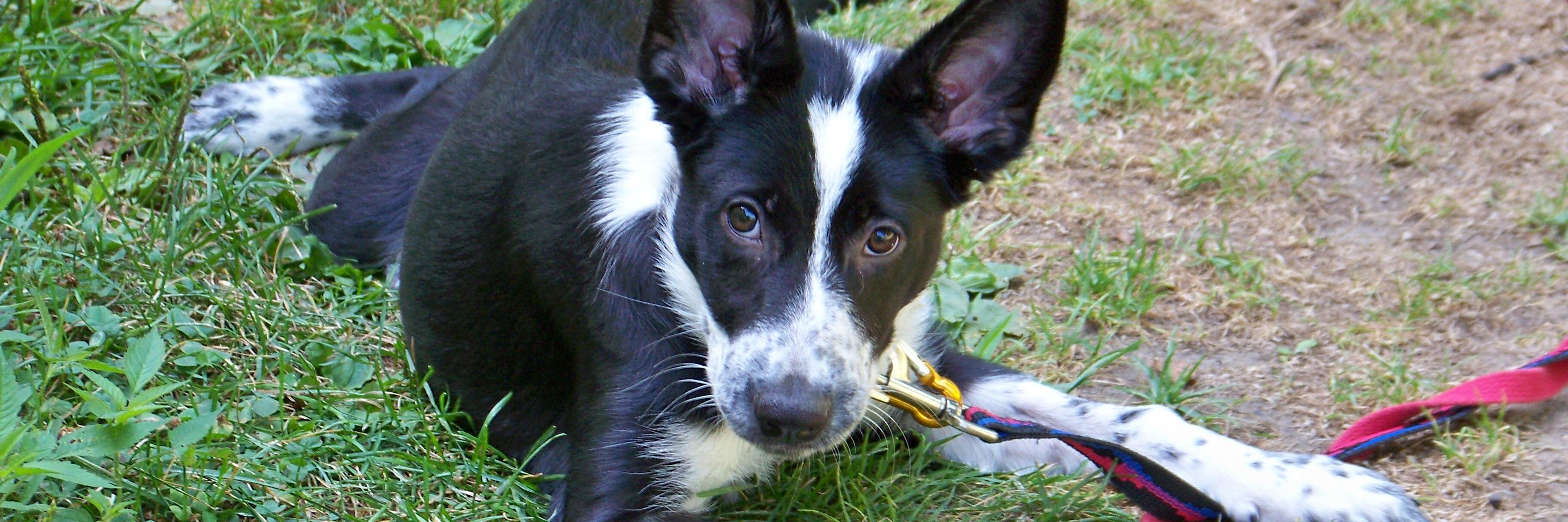 Never2LatePets's profile banner image