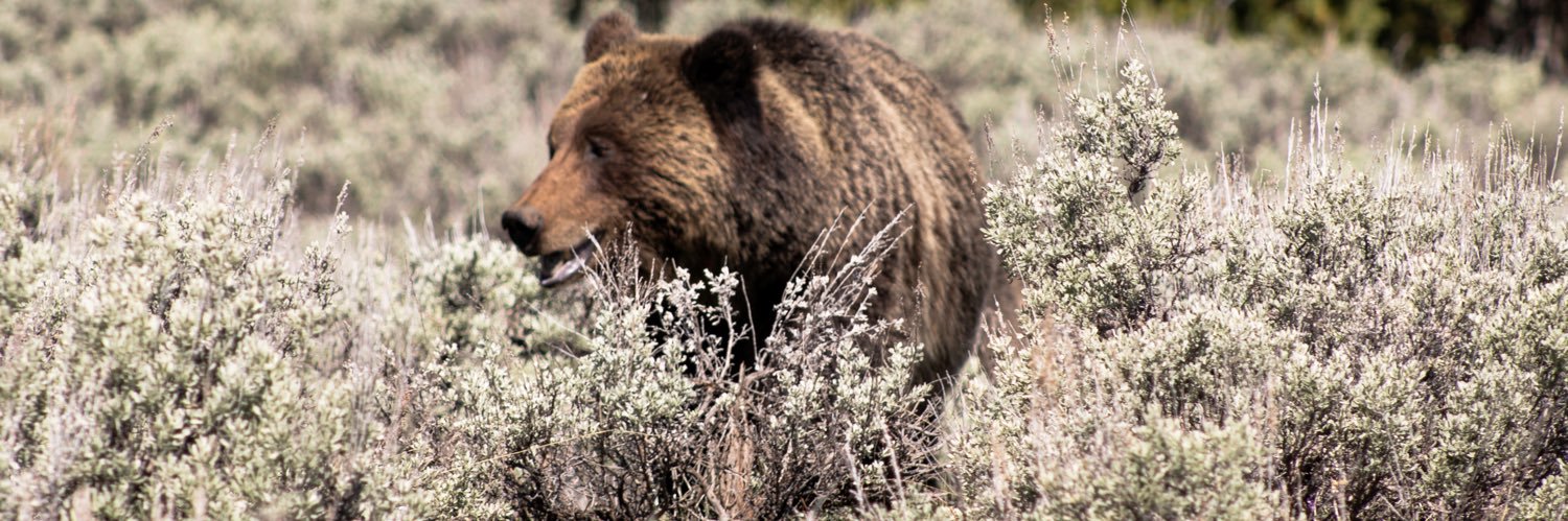 Ross Yingling banner