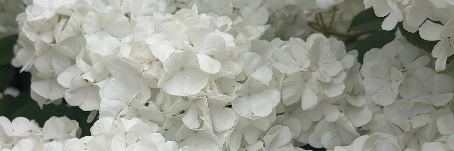 i'm just saying! banner