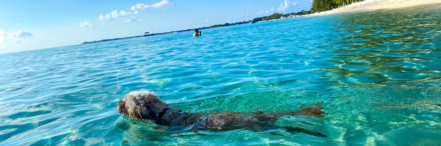 FirstLadyKatty banner