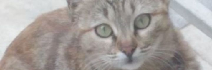 Kitty banner