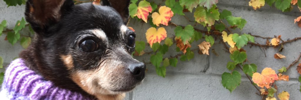 ohmymong's profile banner image