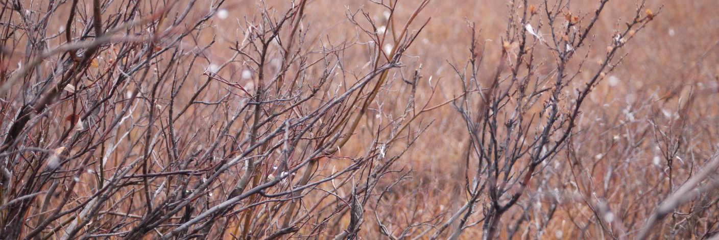 Emily J Gertz banner