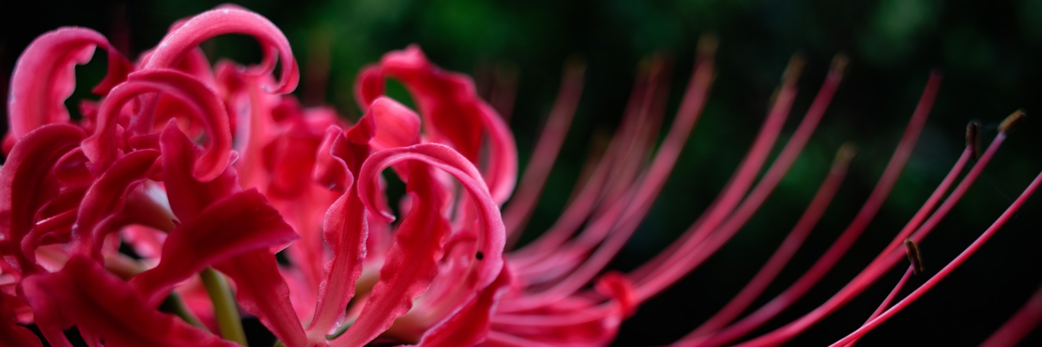 花鳥風月 banner