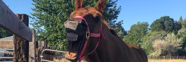 Sens Profile Banner