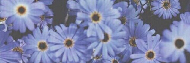 flores_arly's profile banner image