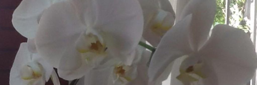 aalison09's profile banner image