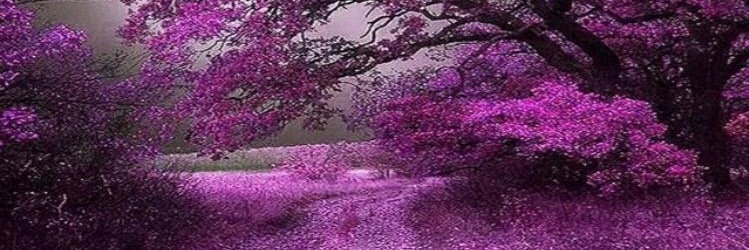DanaEC's profile banner image