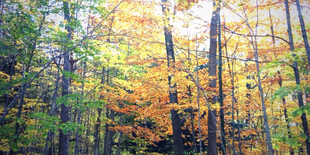 Halton Parks banner