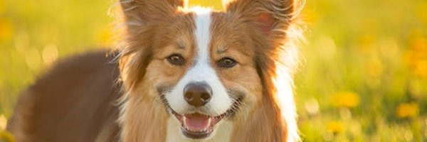 CorgiToni Profile Banner