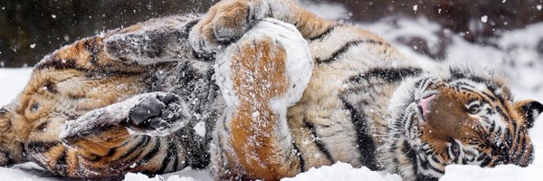 ehhhhhhhhii Profile Banner