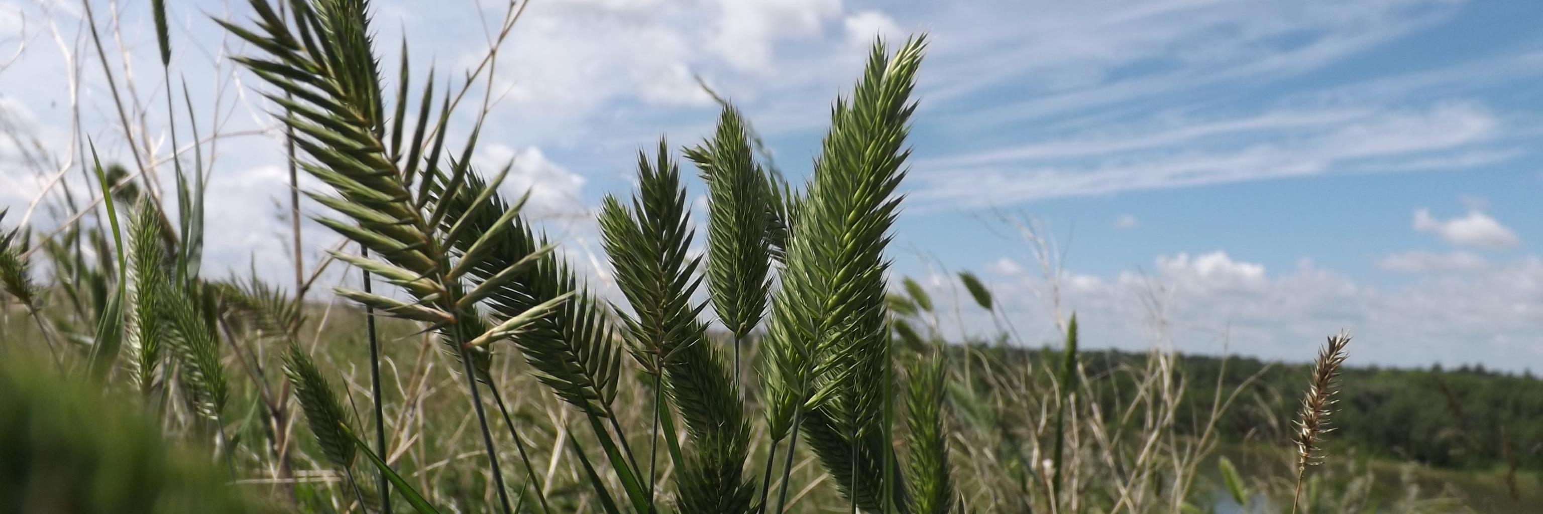 SK Athletic Therapy banner