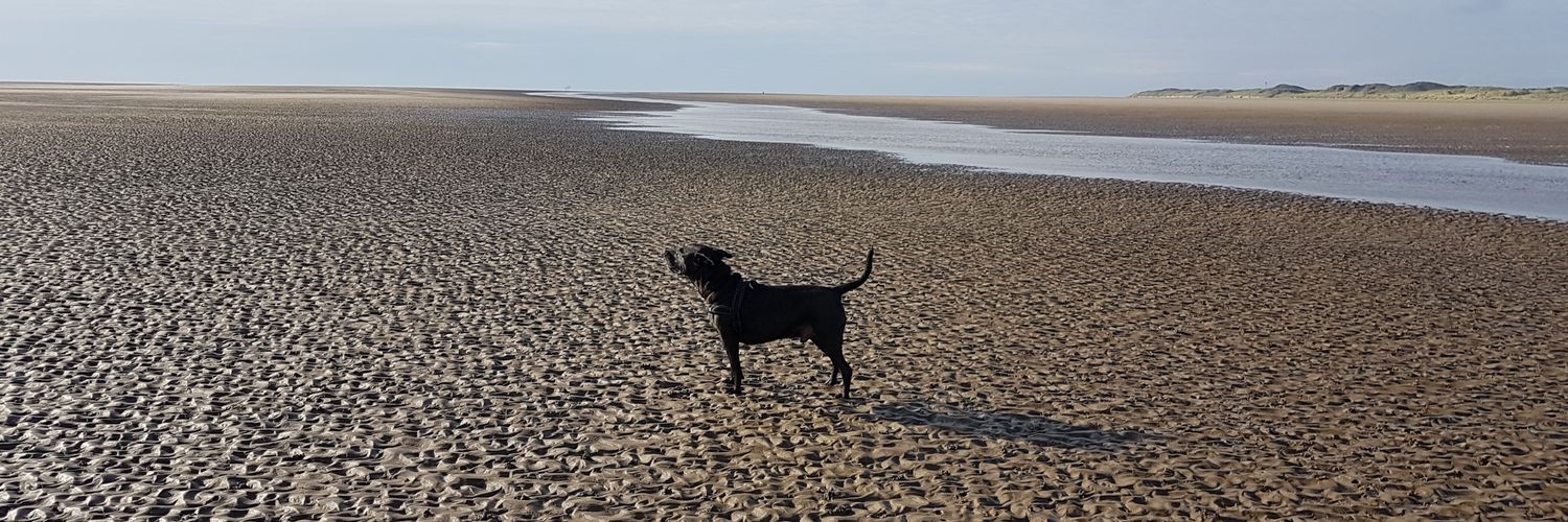 CrazyDogStephen's profile banner image