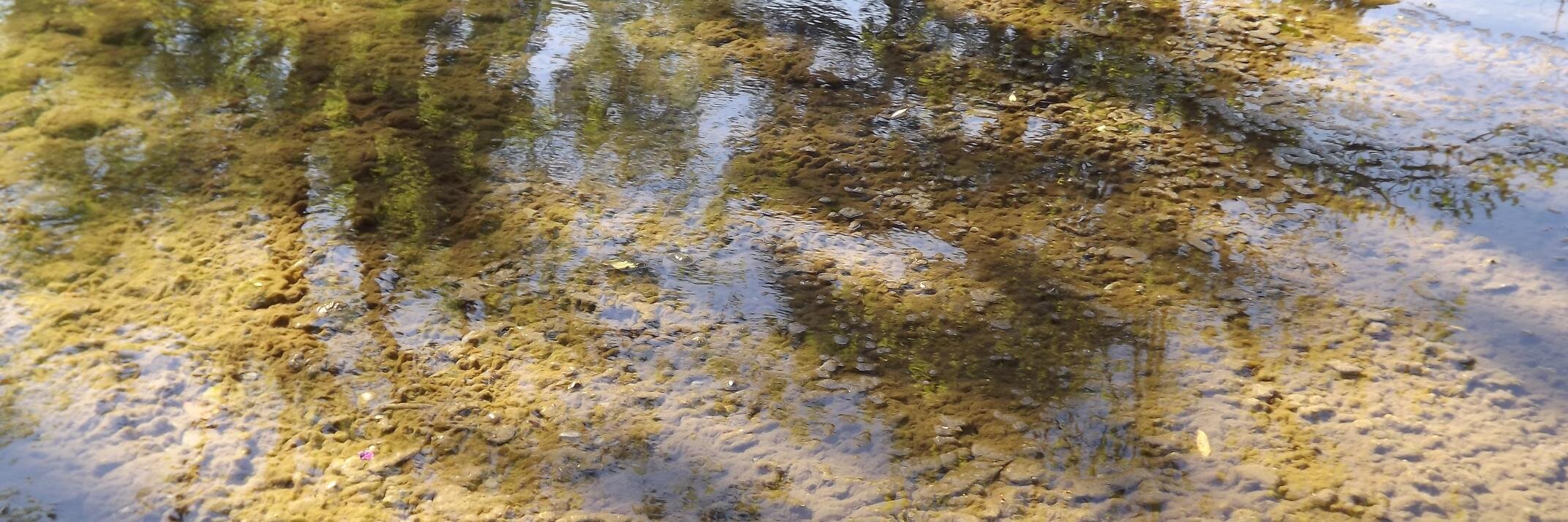 Jose Antonio Flores banner