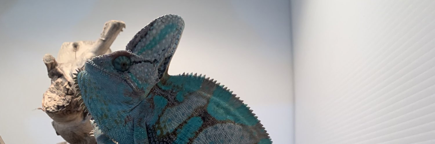 fercamaleon's profile banner image