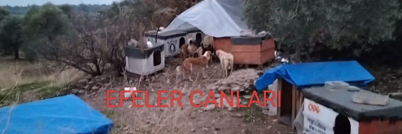 🇹🇷EFELER CANLARI 🇹🇷's banner