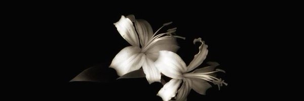 llaratesfaye Profile Banner