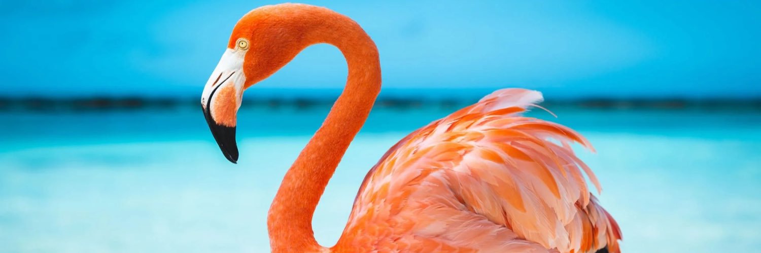 Belette 🍡 banner