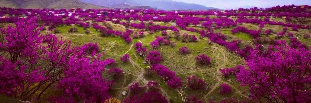 Rahmatullah 🐬TermMax banner