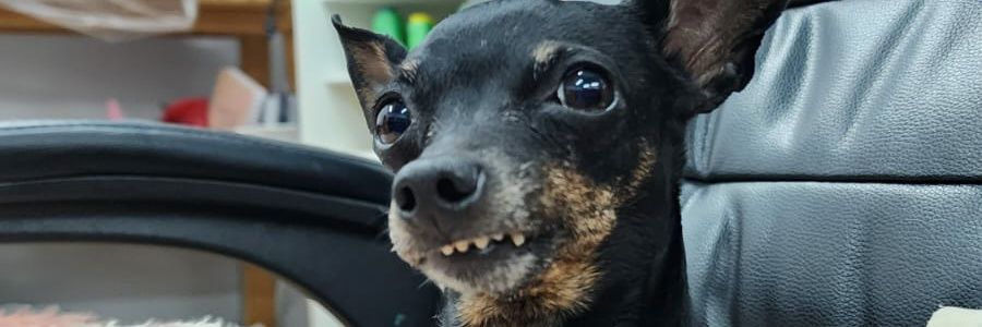 Ivan Scheid Carisimo banner