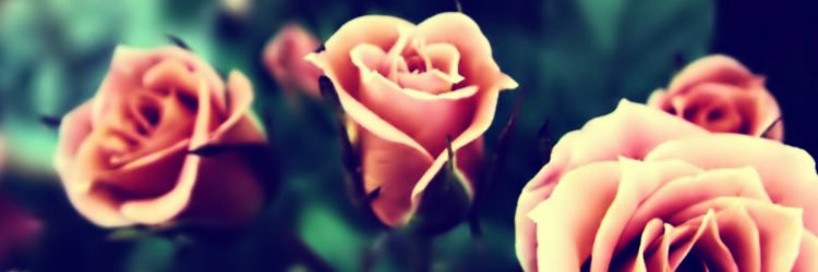 JamesonOlive's profile banner image