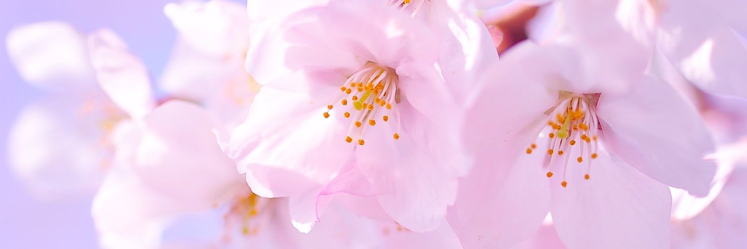 shmansour71's profile banner image