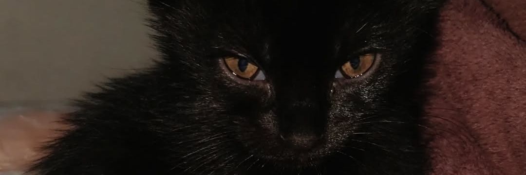 lanaskrr's profile banner image