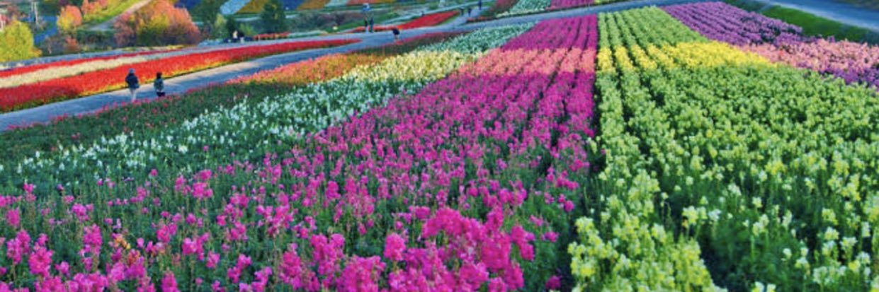 Helen Renee Carter banner