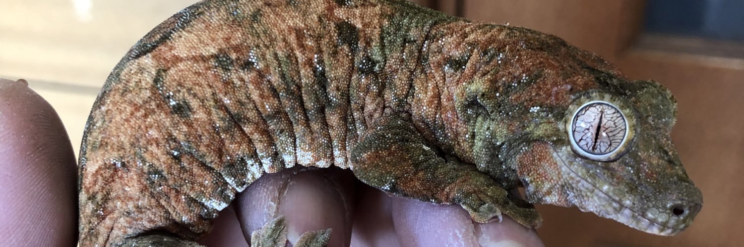 ダッツ@C collection banner