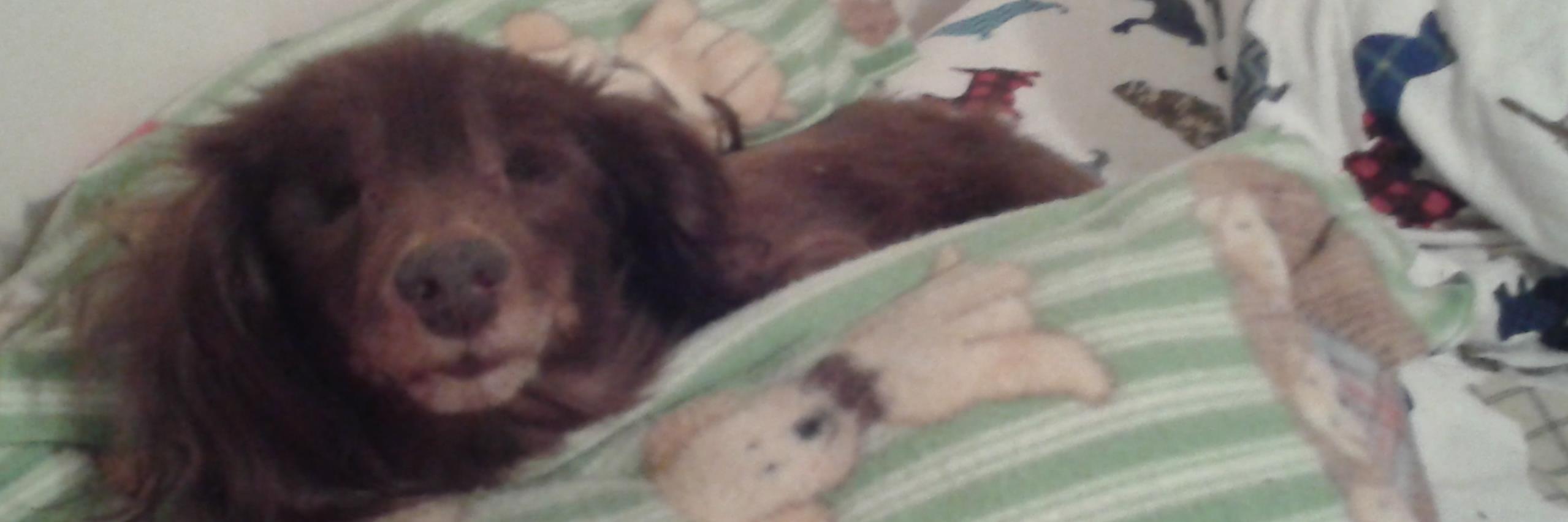 Fionathedoxie's profile banner image
