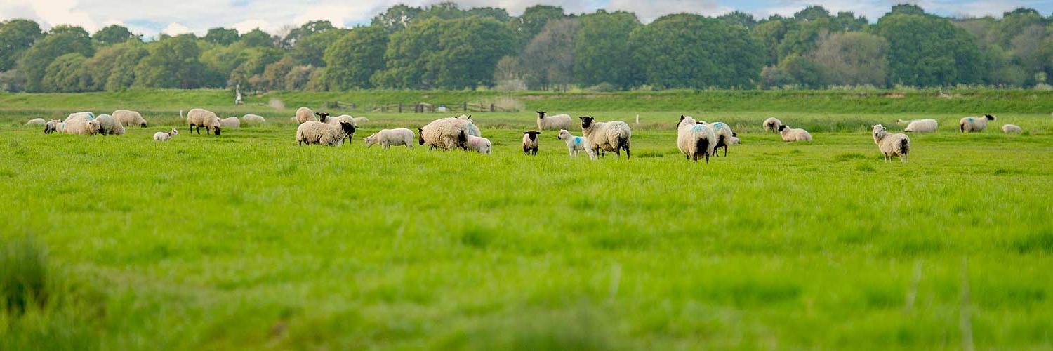 stevensheep's profile banner image
