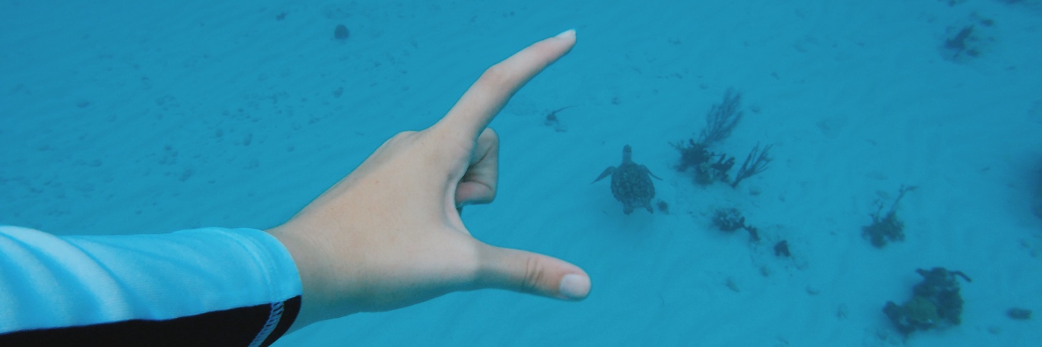 Sarah Scarne Fleming banner