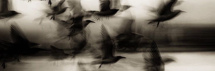 𝐒𝐔𝐑𝐈. banner
