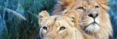 cat4829's profile banner image