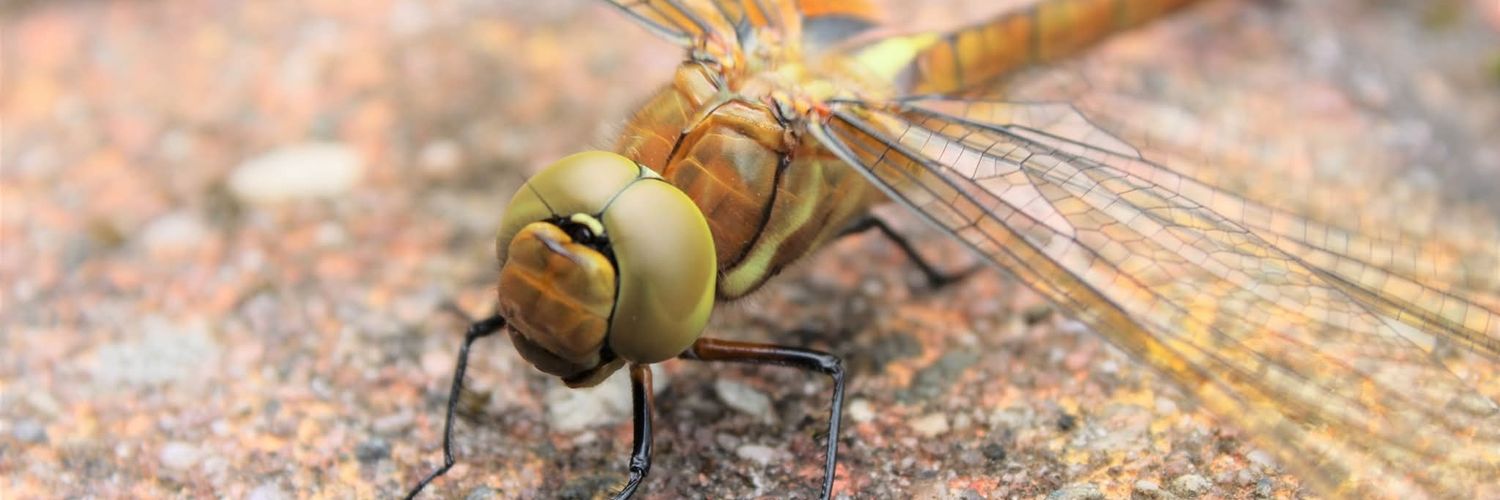 Ramona Heidi Op' t Holt banner