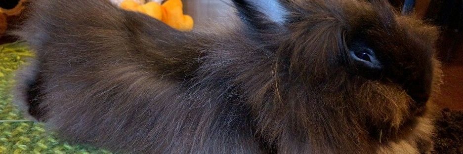 Linda Lee banner